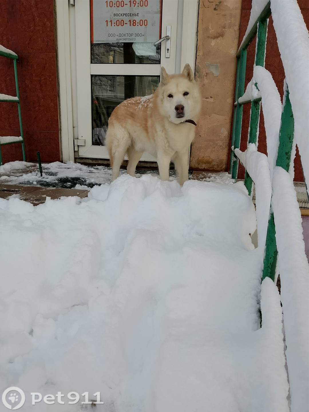 Найдена собака в Калининграде — фото объявления