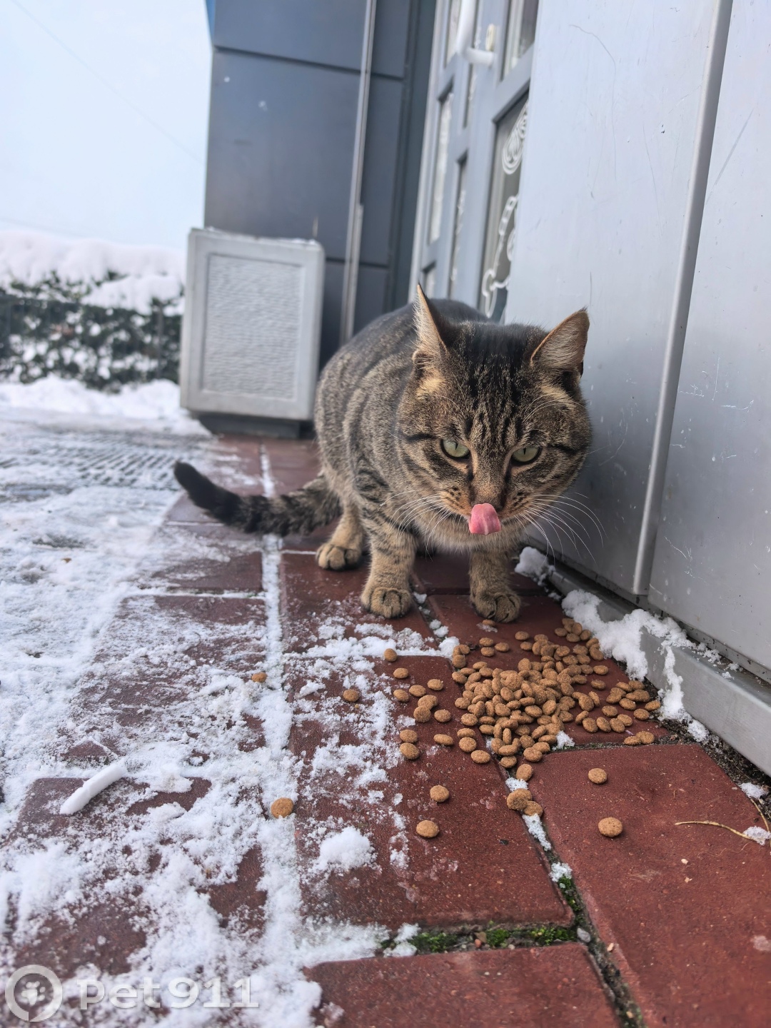 Найдена кошка в Калининграде — фото объявления