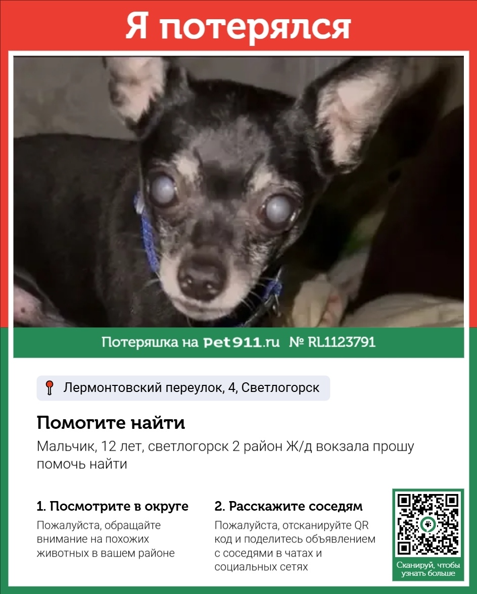Пропала собака в Калининграде — фото объявления