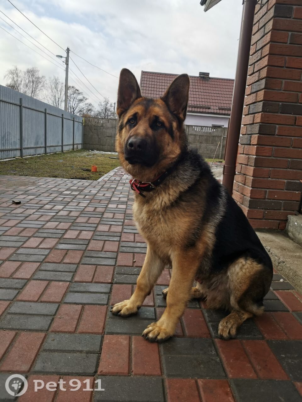 Пропала собака в Калининграде — фото объявления
