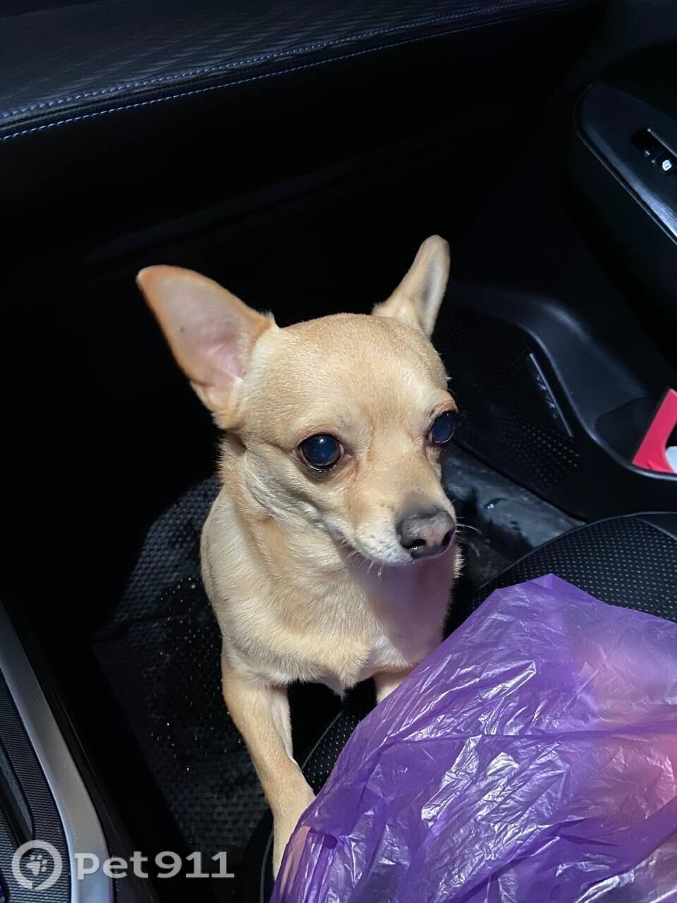 Найдена собака в Калининграде — фото объявления