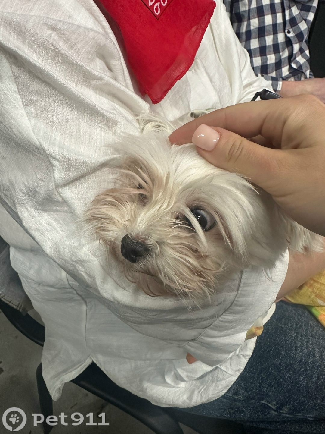 Найдена собака в Калининграде — фото объявления