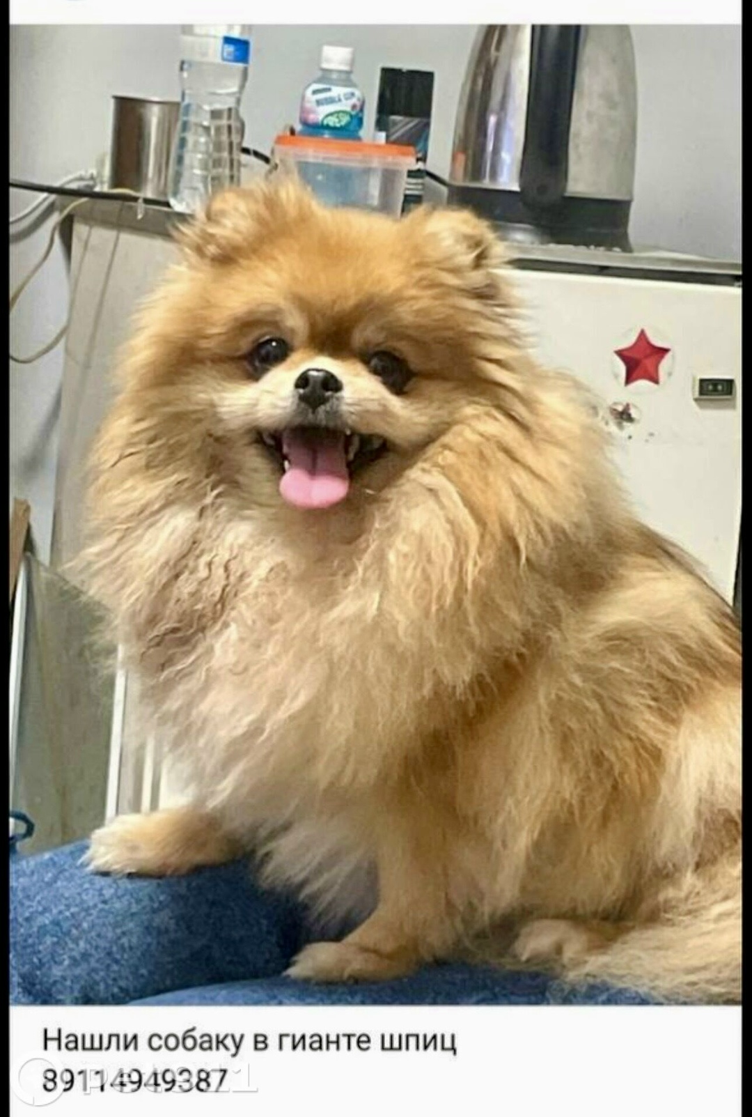 Пропала собака в Калининграде — фото объявления