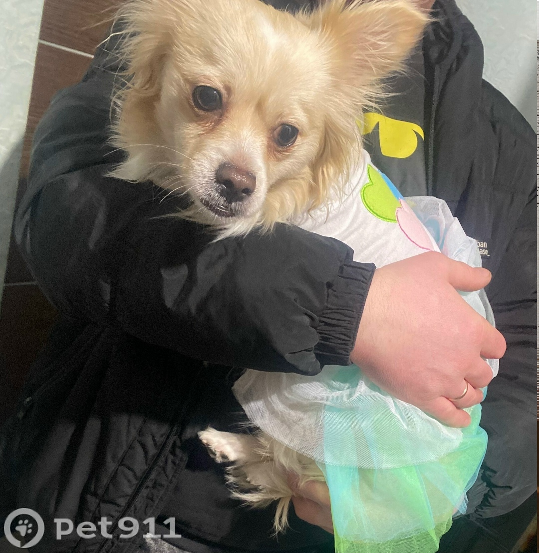 Найдена собака в Калининграде — фото объявления