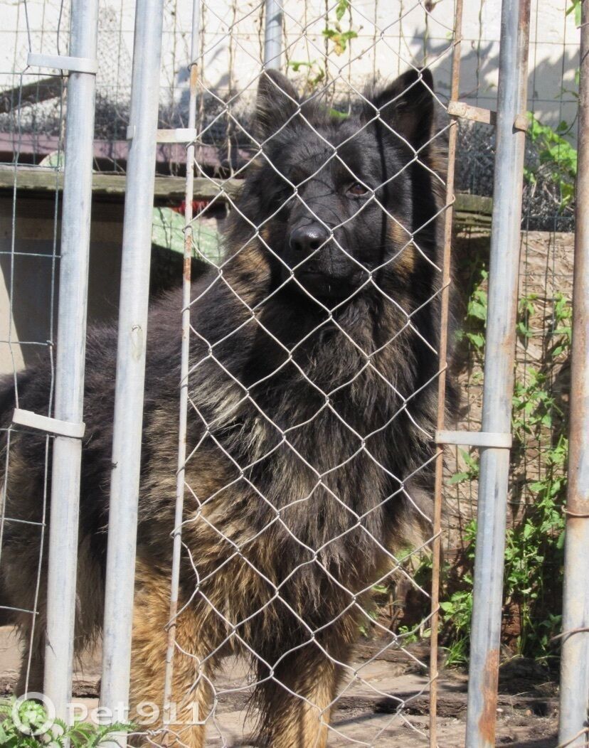 Пропала собака в Калининграде — фото объявления