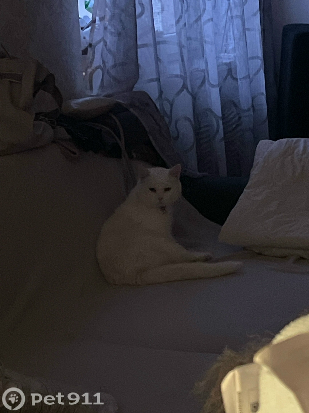 Найдена кошка в Калининграде — фото объявления