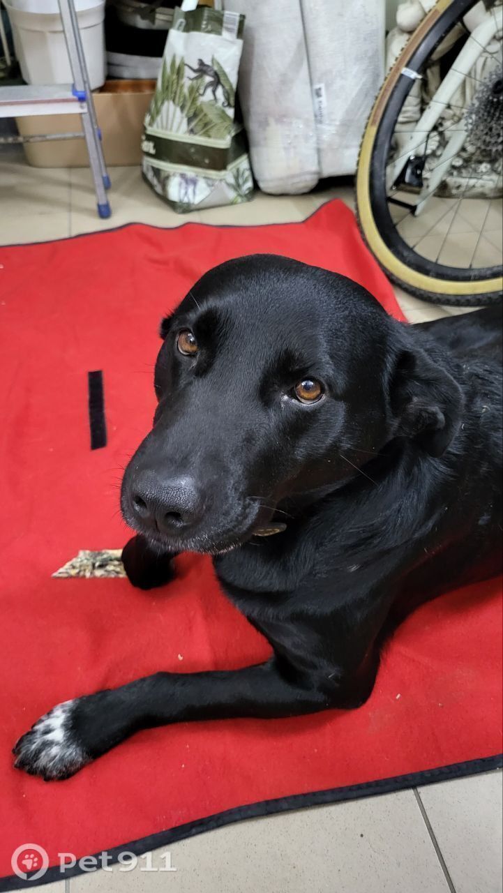 Найдена собака в Калининграде — фото объявления