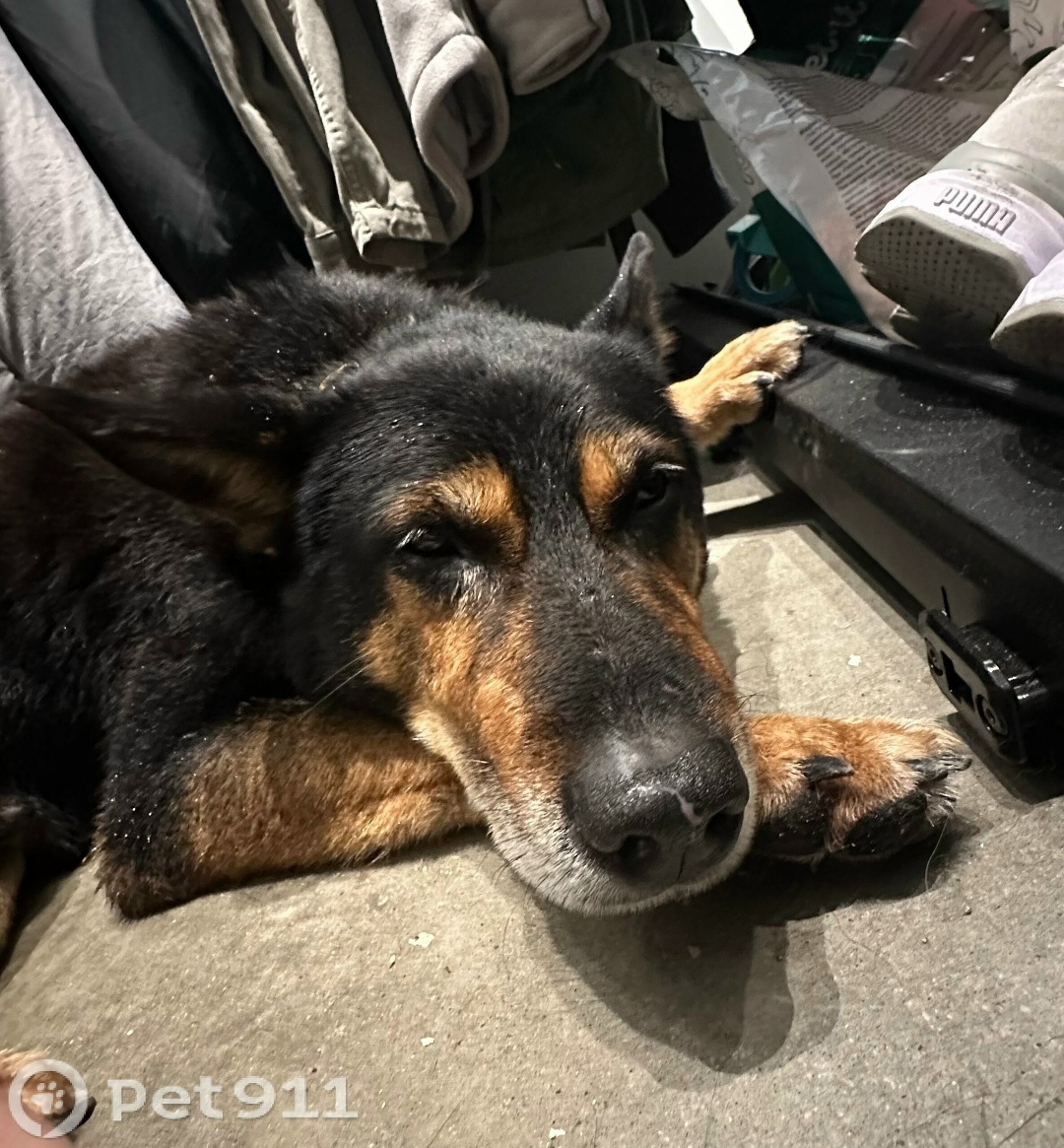 Найдена собака в Калининграде — фото объявления