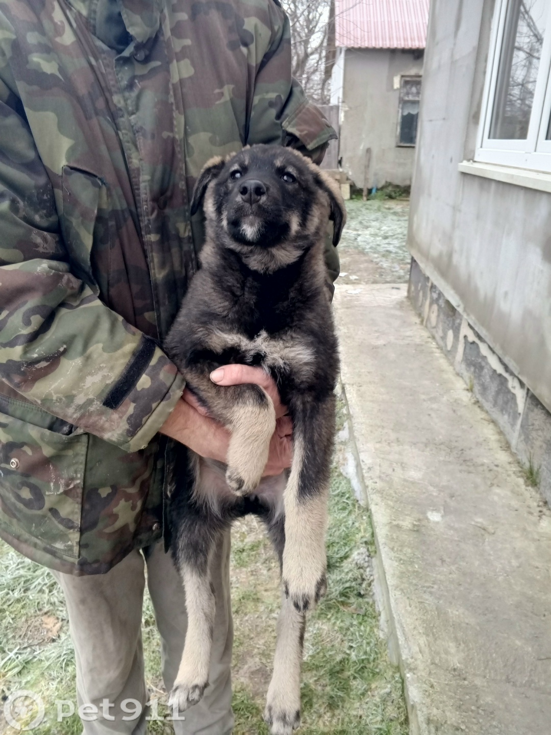 Пропала собака в Калининграде — фото объявления
