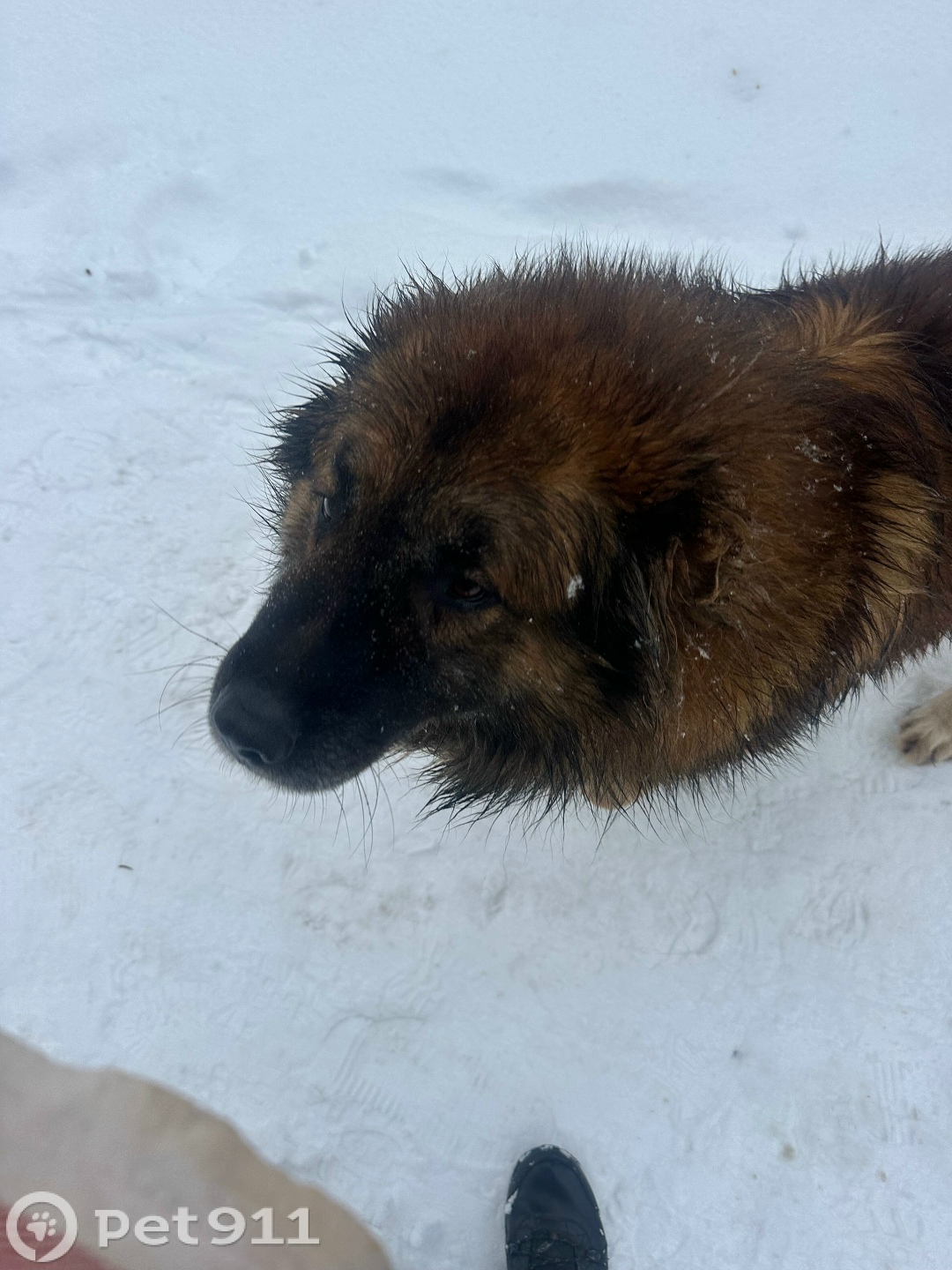 Найдена собака в Калининграде — фото объявления