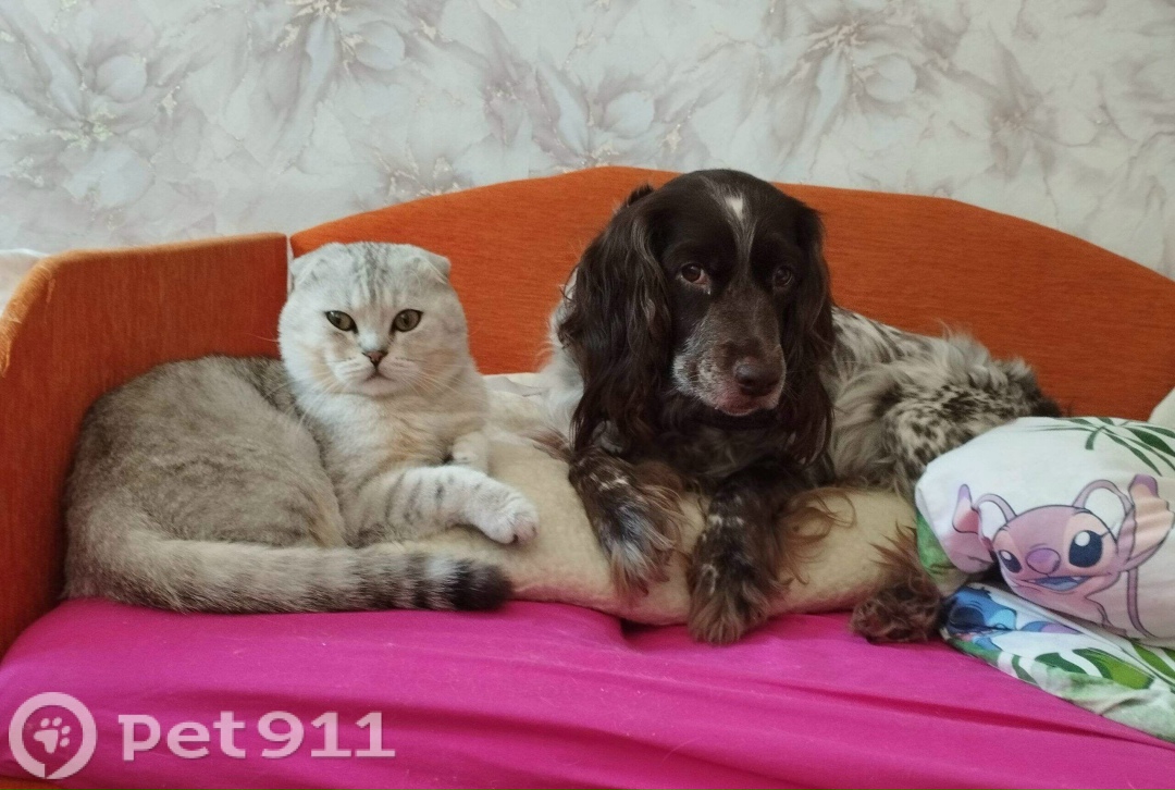 Пропала собака в Калининграде — фото объявления