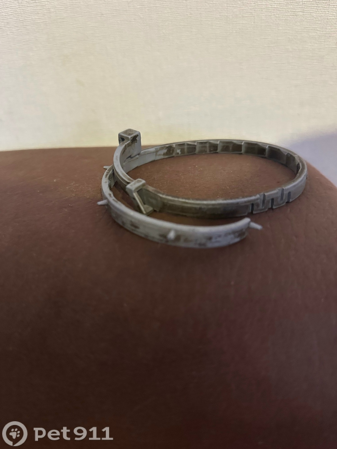 Найдена собака в Калининграде — фото объявления