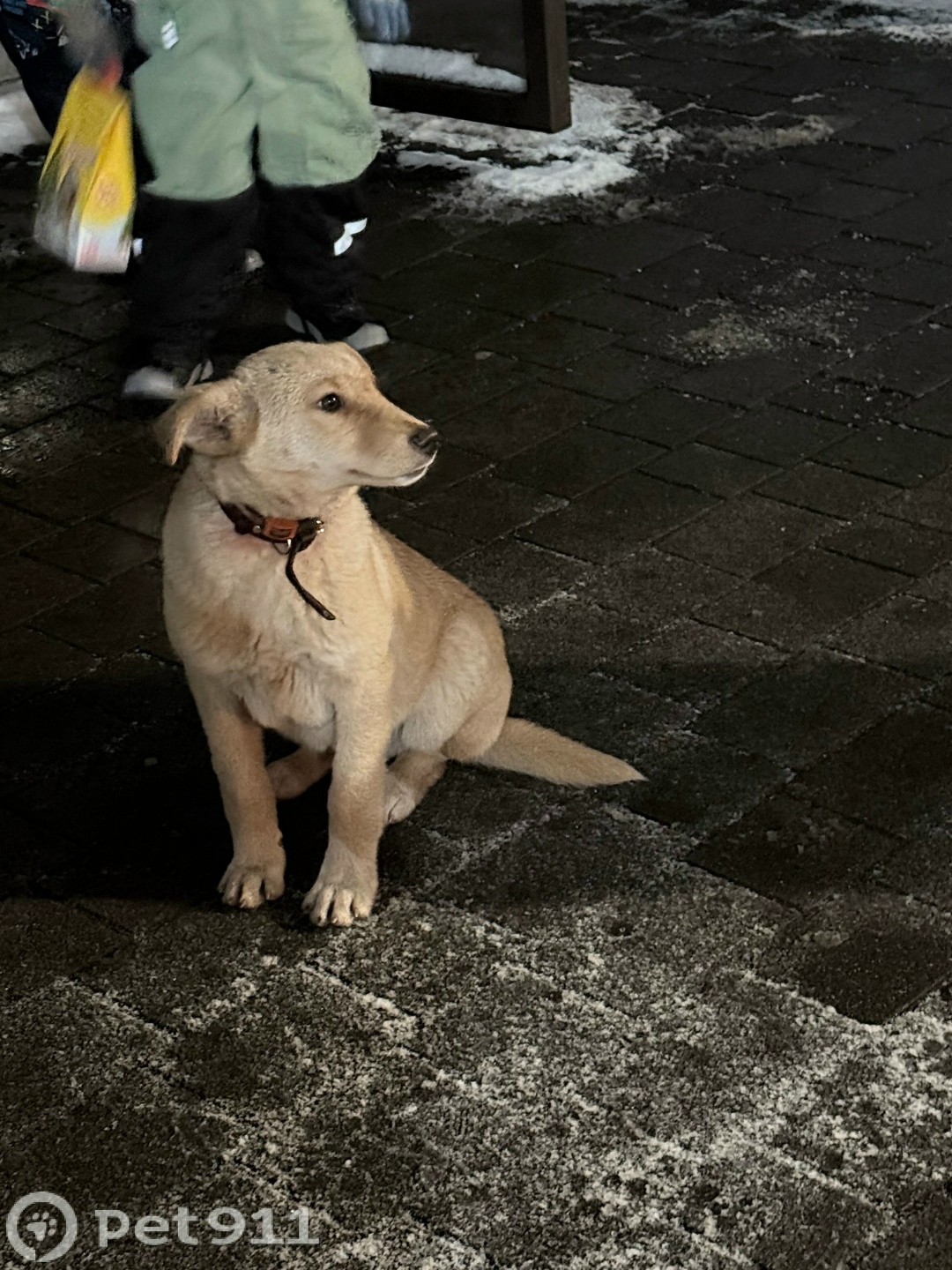 Найдена собака в Калининграде — фото объявления