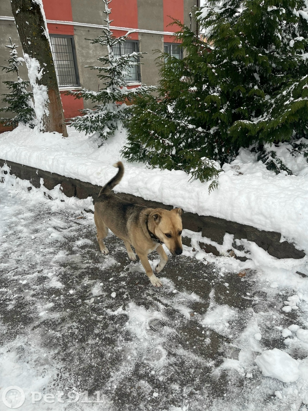 Найдена собака в Калининграде — фото объявления