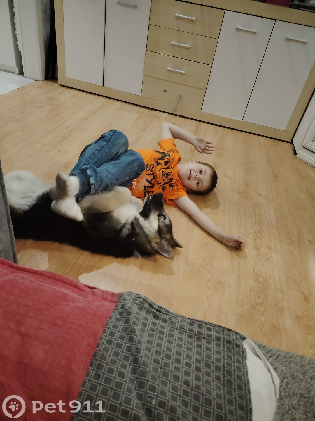 Пропала собака в Калининграде — фото объявления