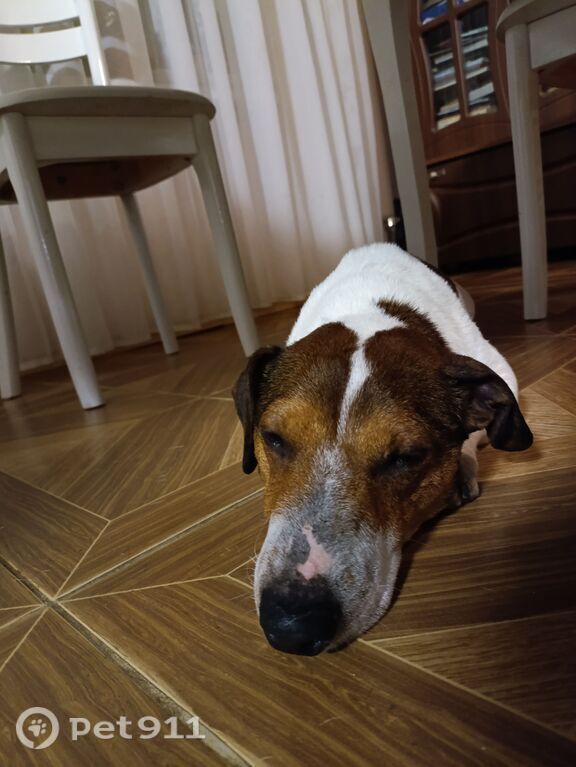 Найдена собака в Калининграде — фото объявления