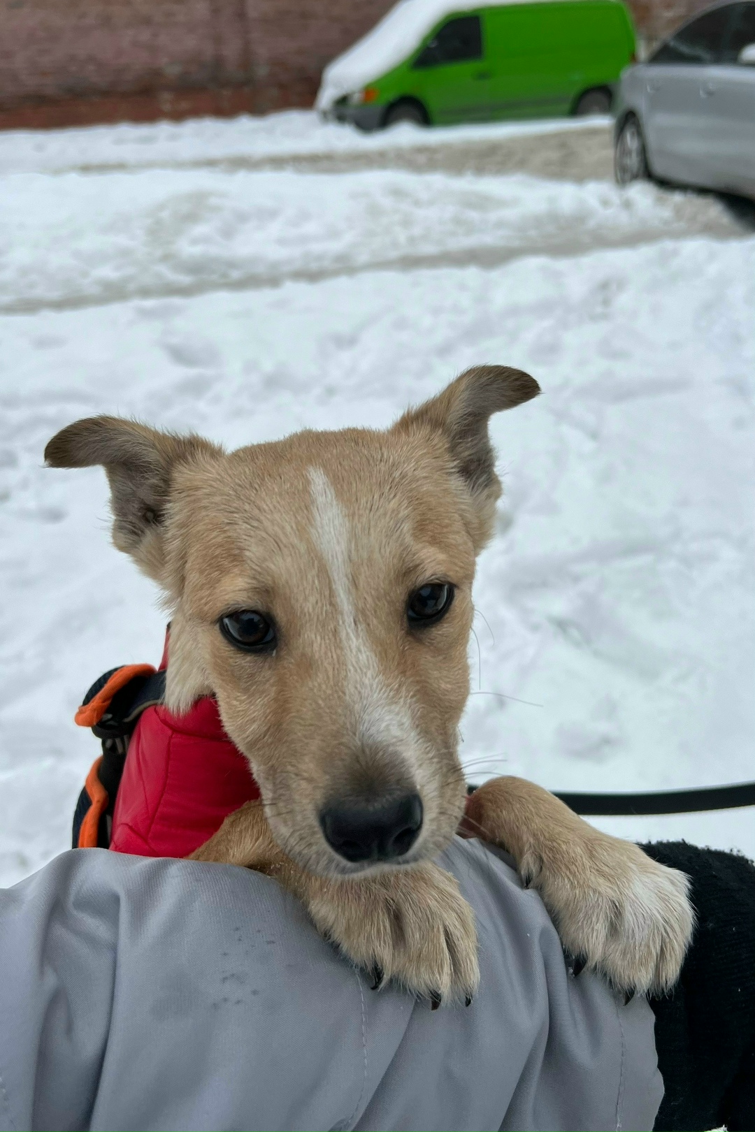 Найдена собака в Калининграде — фото объявления