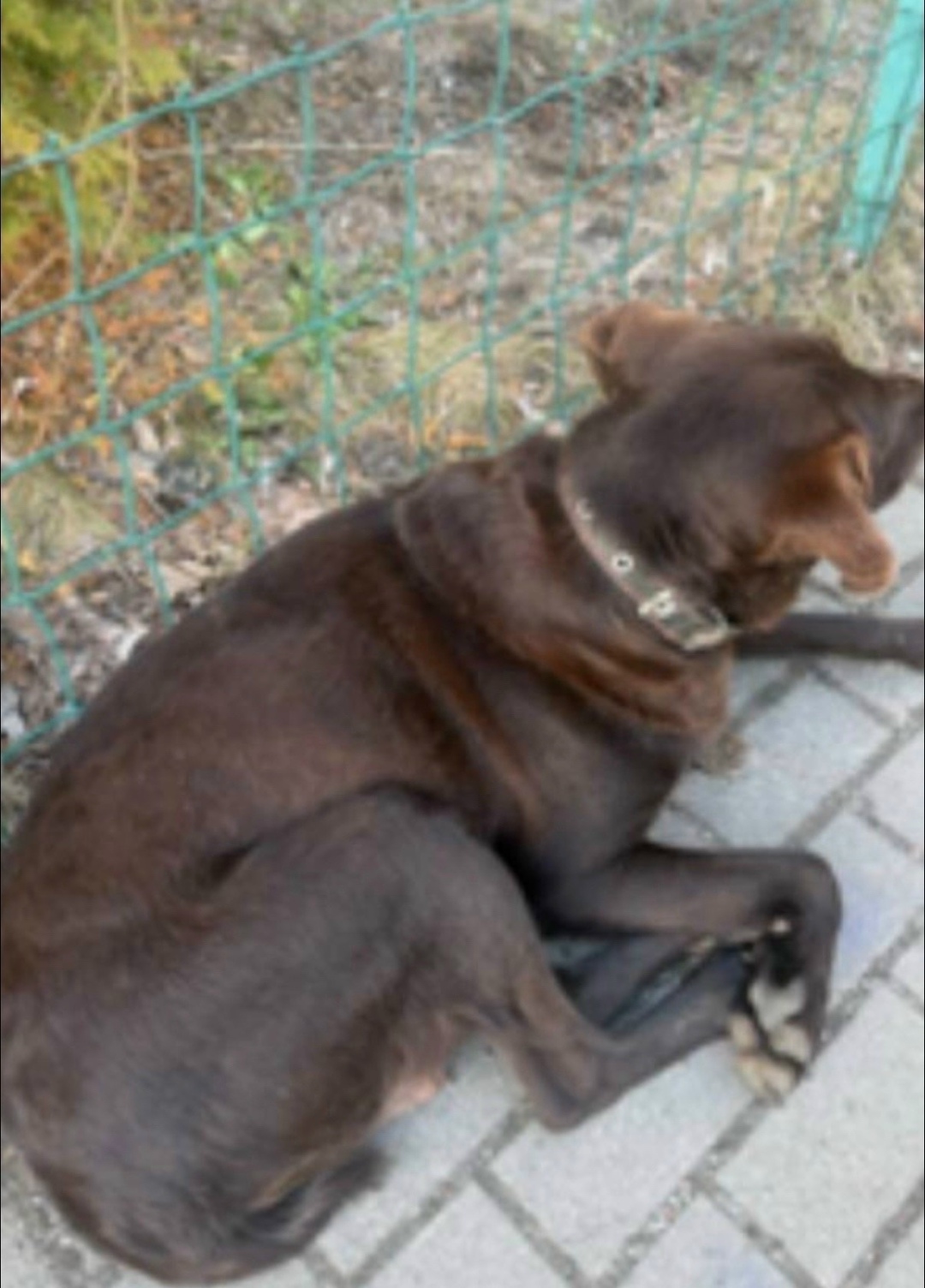 Найдена собака в Калининграде — фото объявления