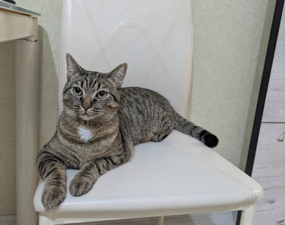 Пропала кошка в Калининграде — фото объявления