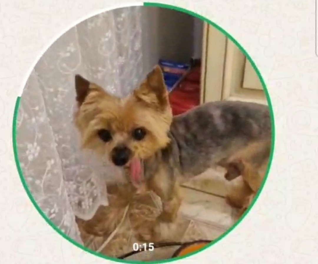 Найдена собака в Калининграде — фото объявления