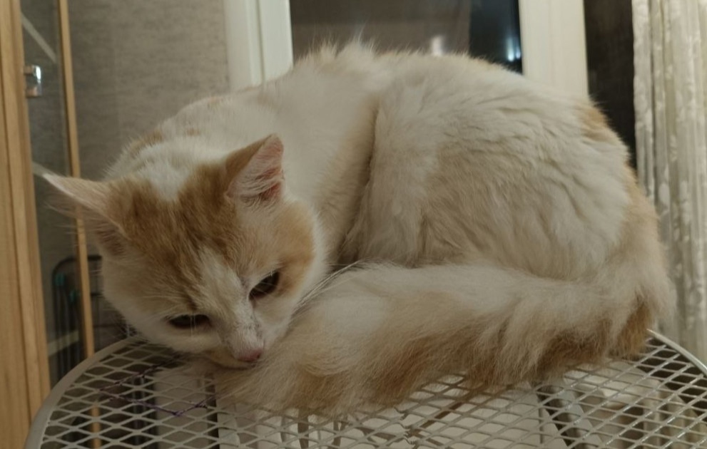 Пропала кошка в Калининграде — фото объявления