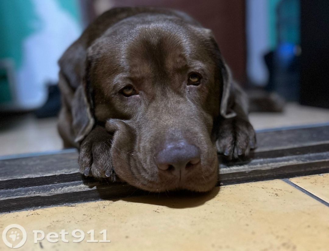 Пропала собака в Брянске — фото объявления