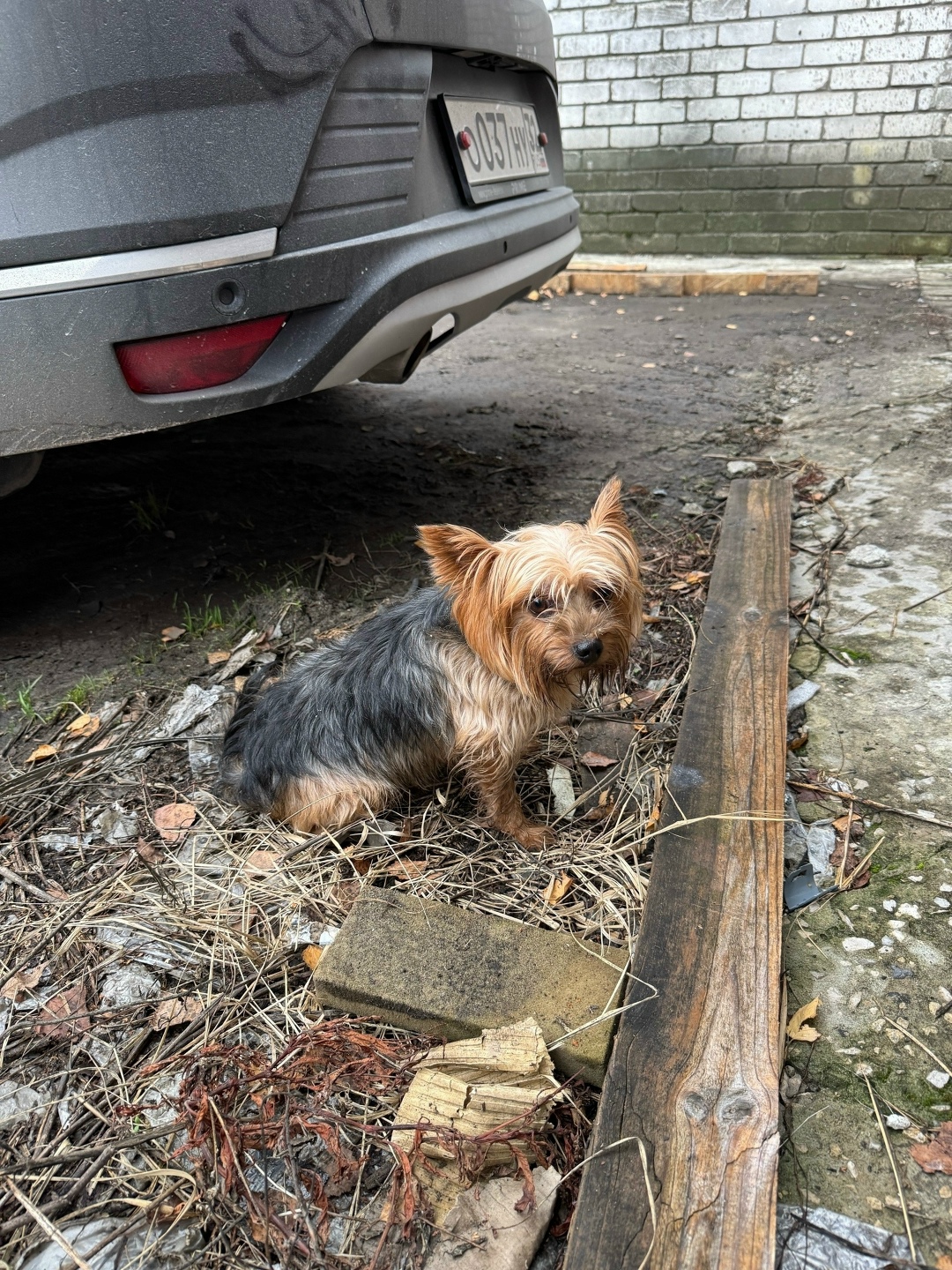 Найдена собака в Брянске — фото объявления