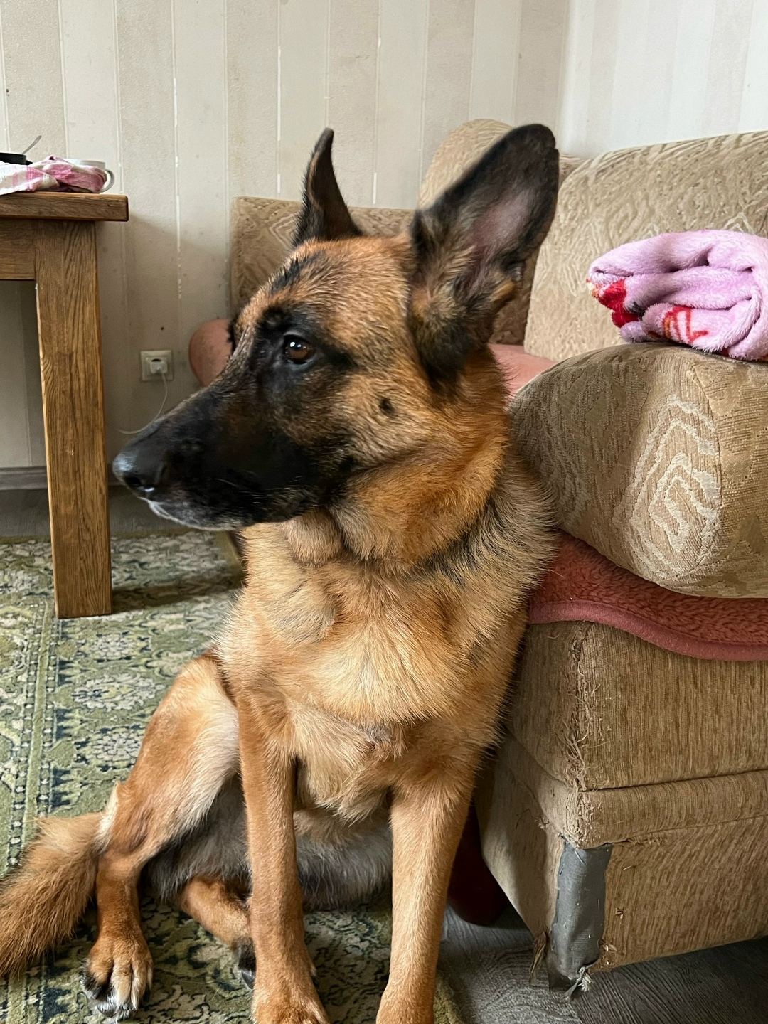 Пропала собака в Брянске — фото объявления