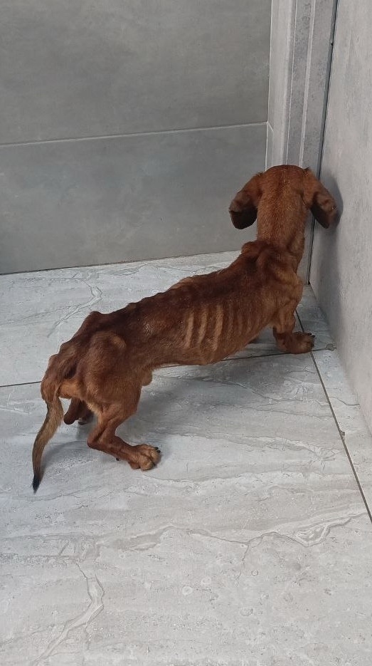 Найдена собака в Брянске — фото объявления