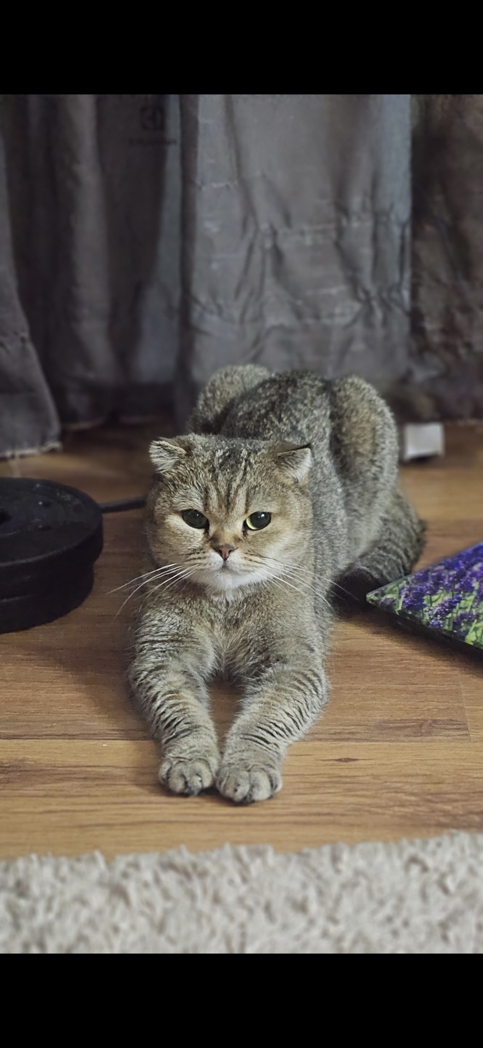 Найдена кошка в Брянске — фото объявления