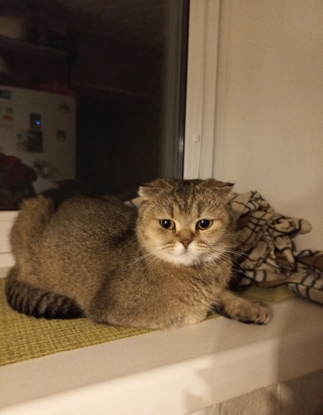 Найдена кошка в Брянске — фото объявления