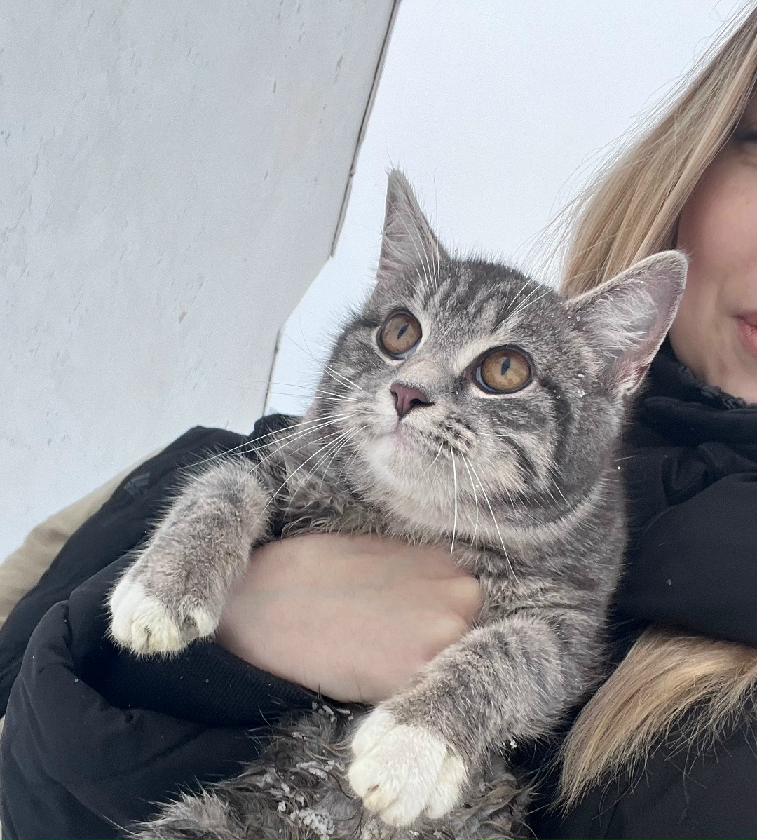 Найдена кошка в Брянске — фото объявления