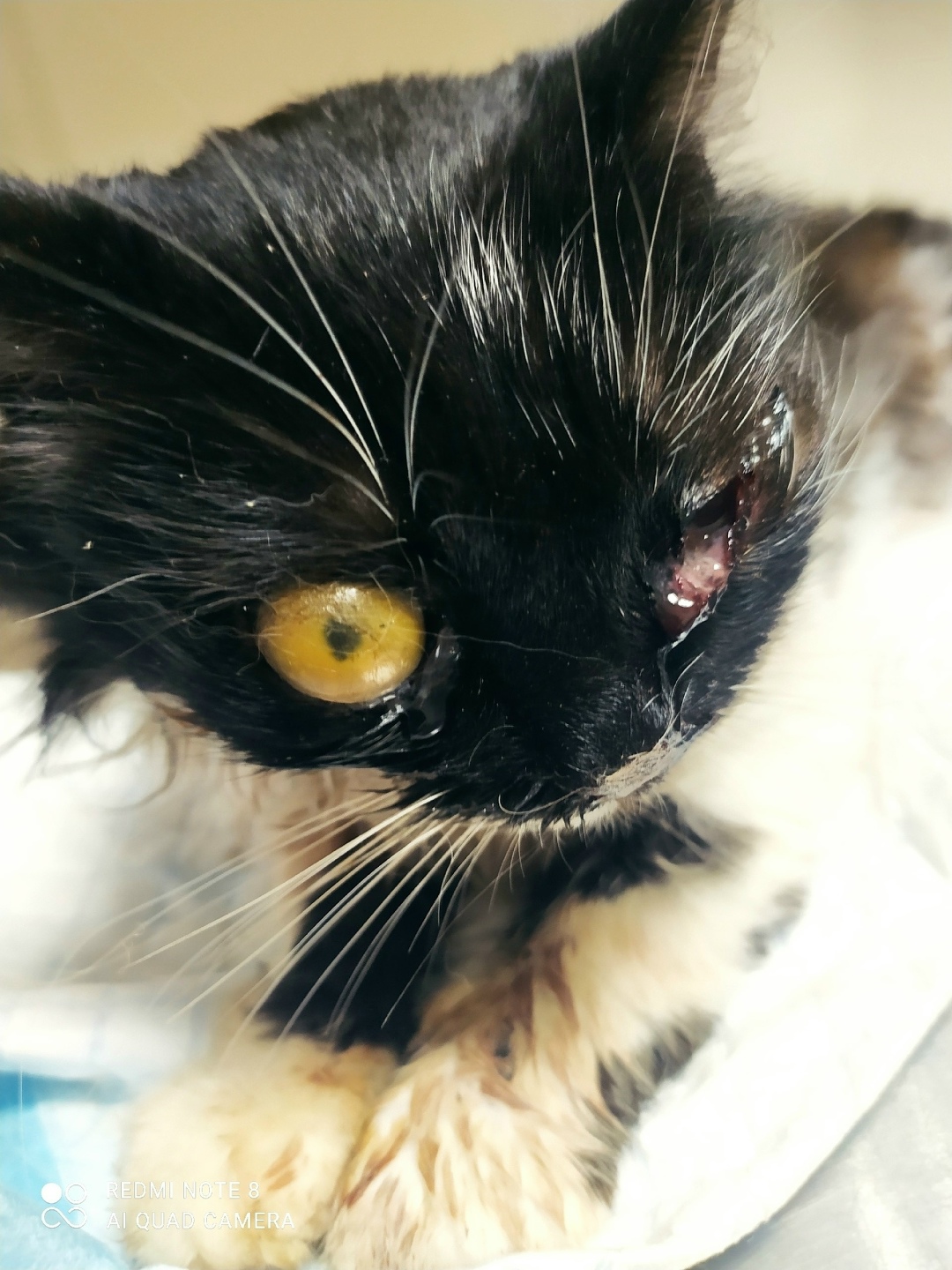 Найдена кошка в Брянске — фото объявления