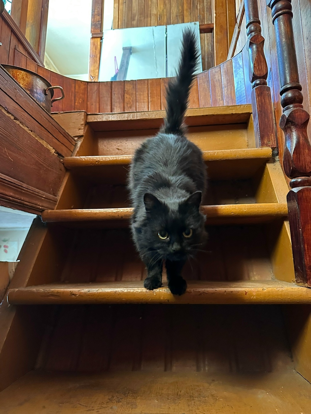 Найдена кошка в Брянске — фото объявления