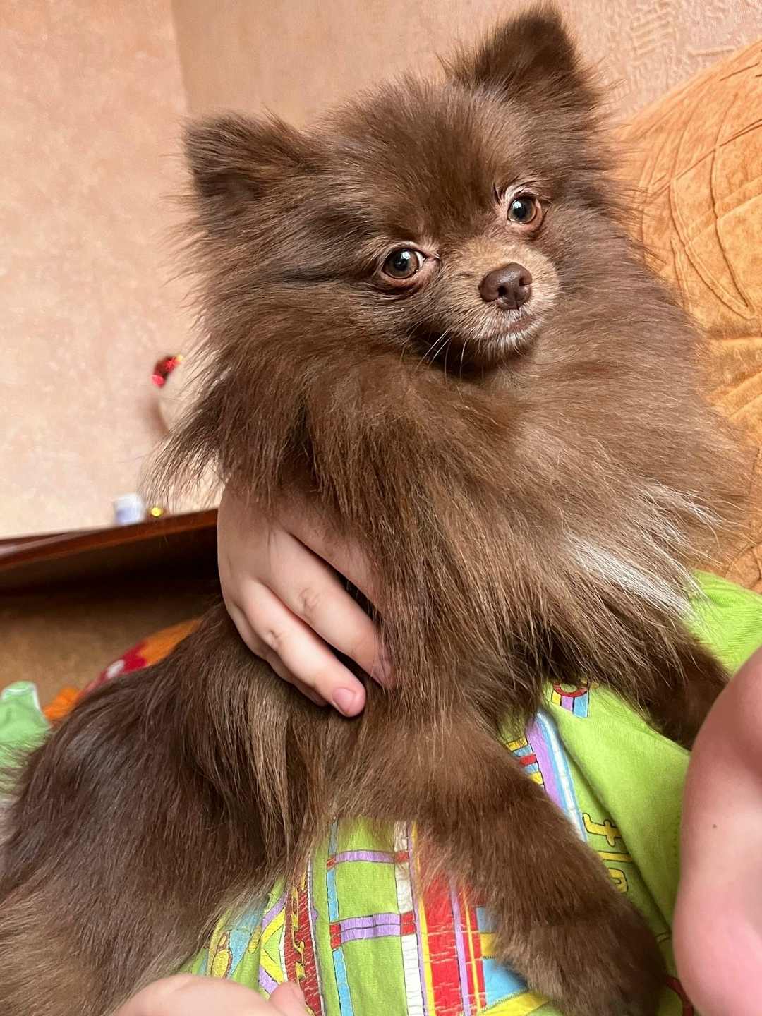 Пропала собака в Брянске — фото объявления