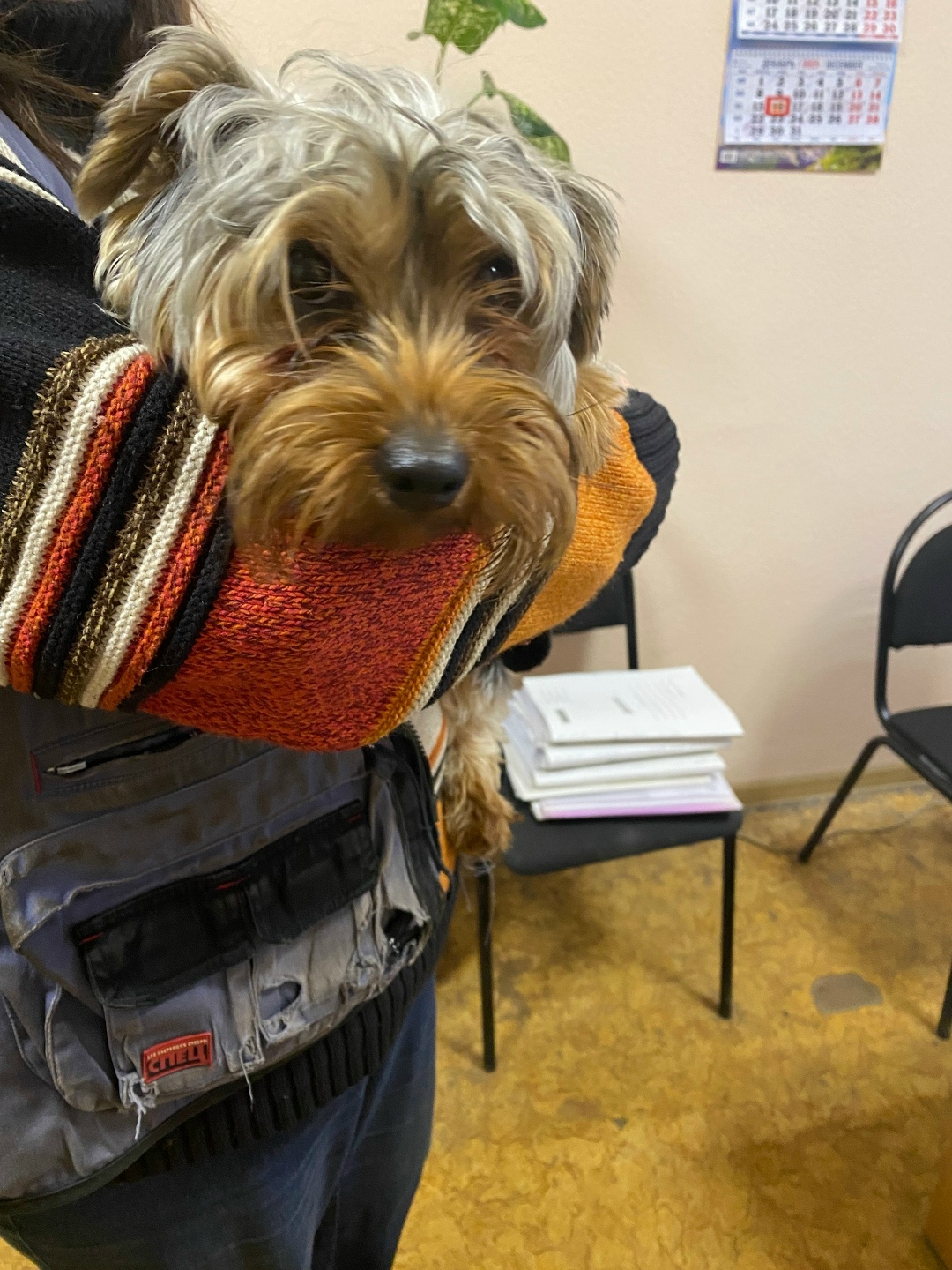 Найдена собака в Иванове — фото объявления