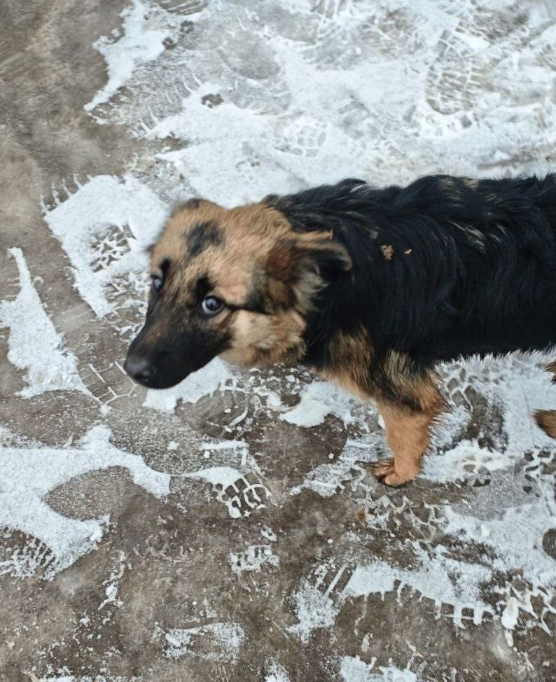 Найдена собака в Иванове — фото объявления