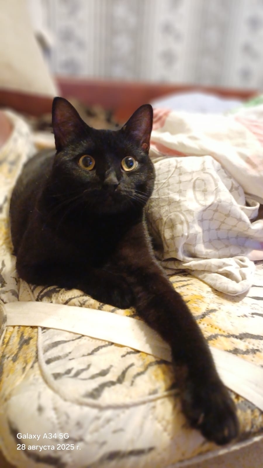 Найдена кошка в Иванове — фото объявления