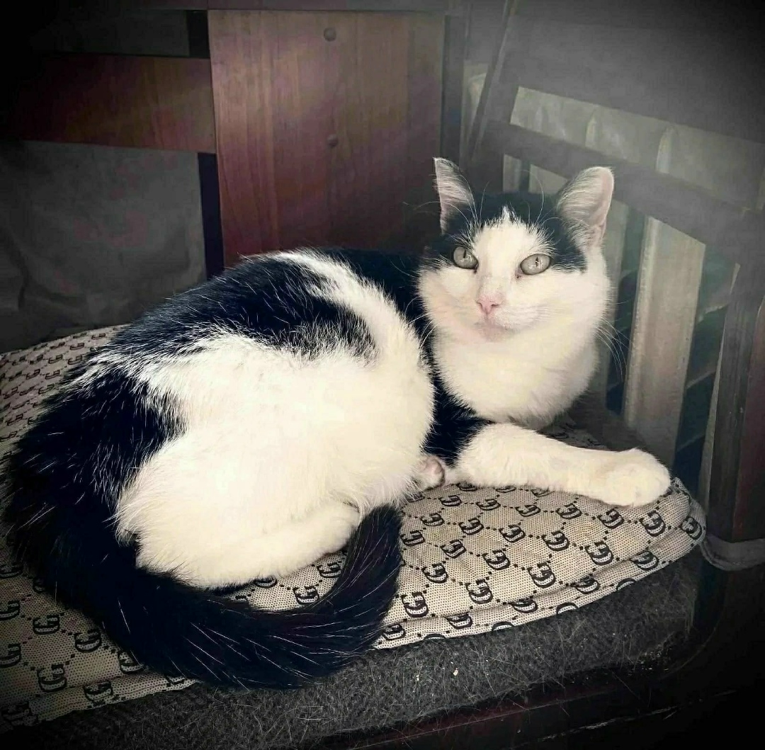 Пропала собака в Иванове — фото объявления