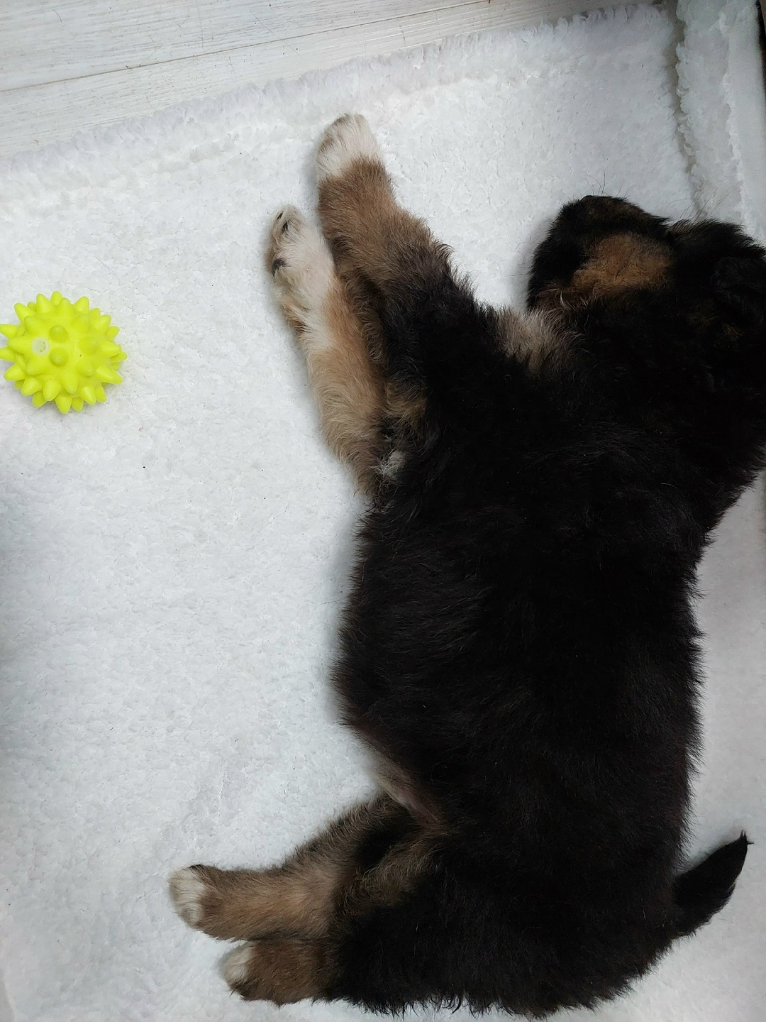 Найдена собака в Иванове — фото объявления