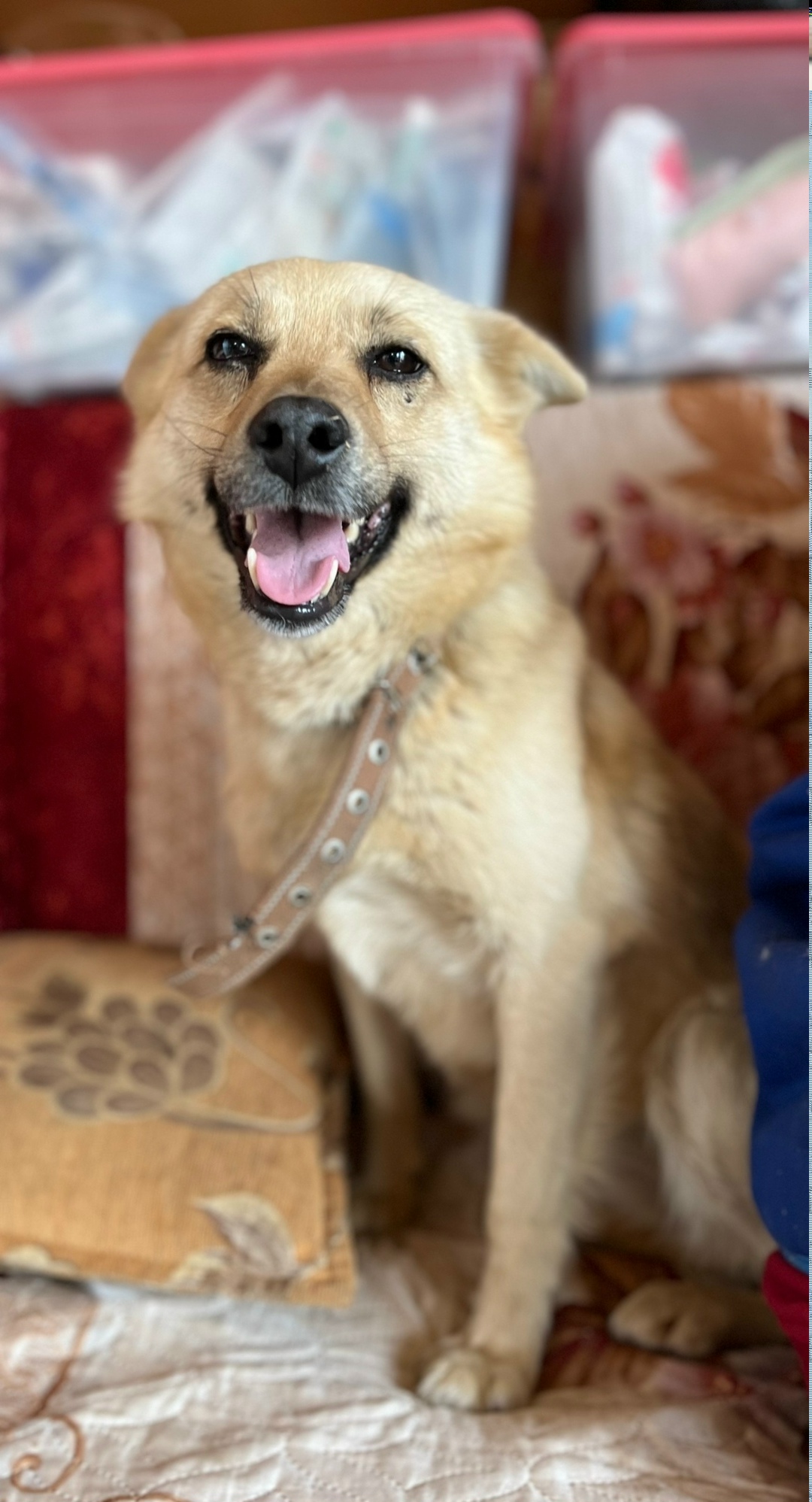 Пропала собака в Иванове — фото объявления