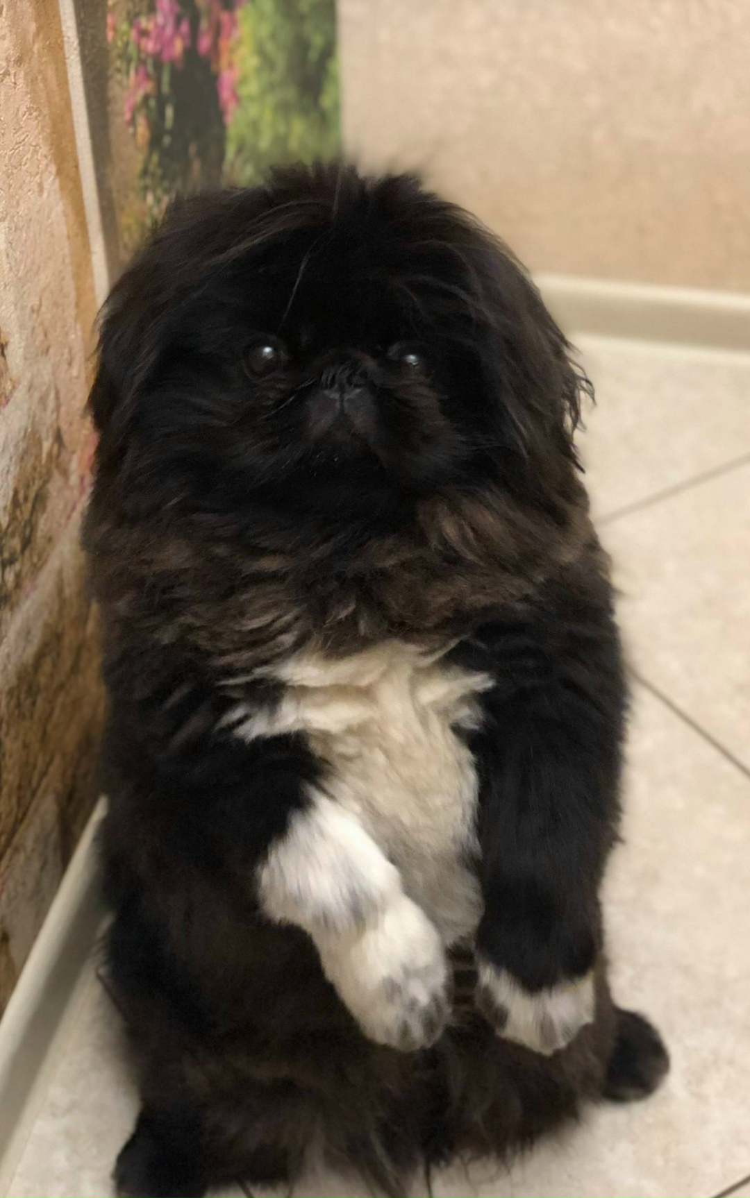 Пропала собака в Иванове — фото объявления