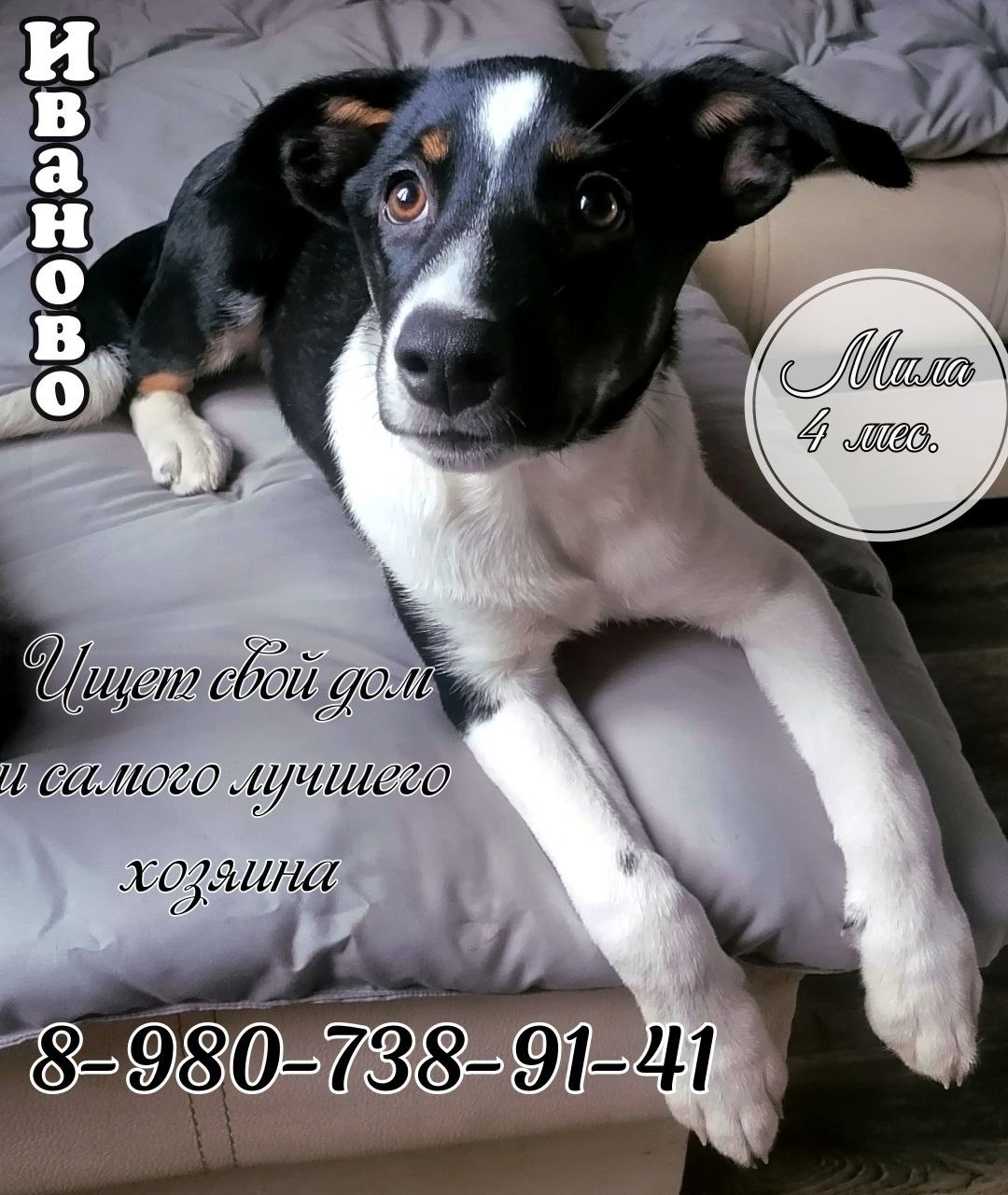 Найдена собака в Иванове — фото объявления