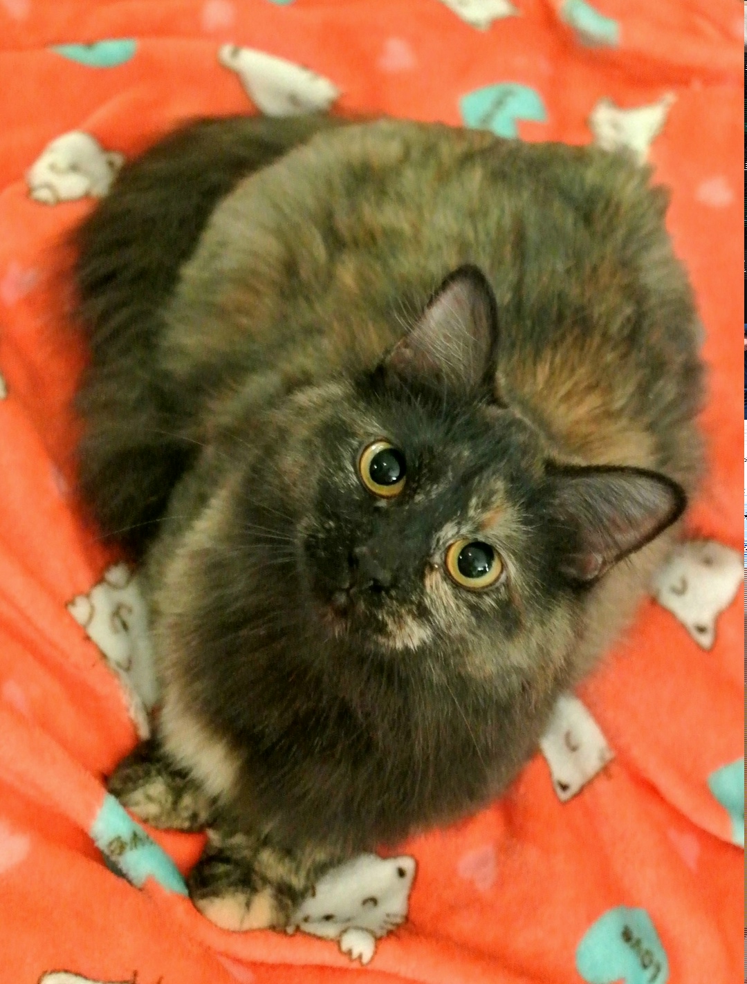 Найдена кошка в Иванове — фото объявления