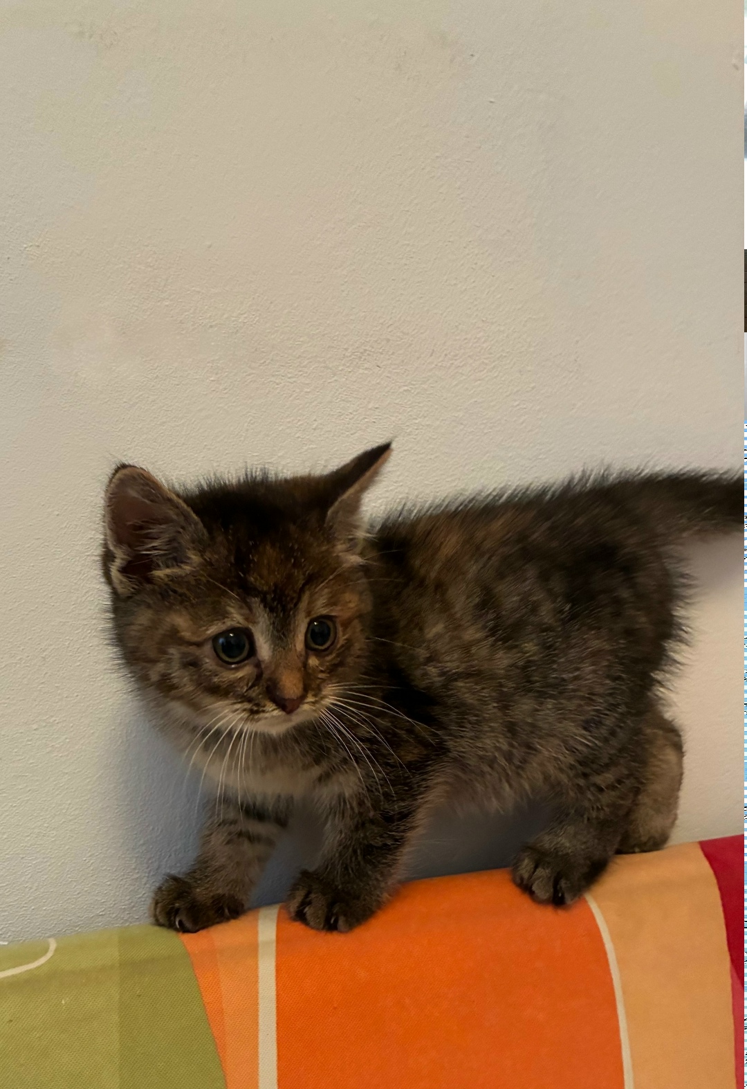 Найдена кошка в Иванове — фото объявления