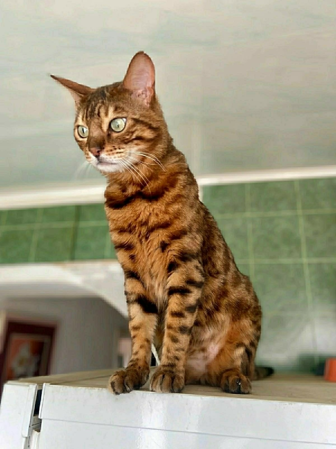 Найдена собака в Иванове — фото объявления