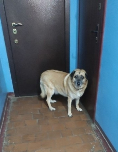 Пропала собака в Иванове — фото объявления