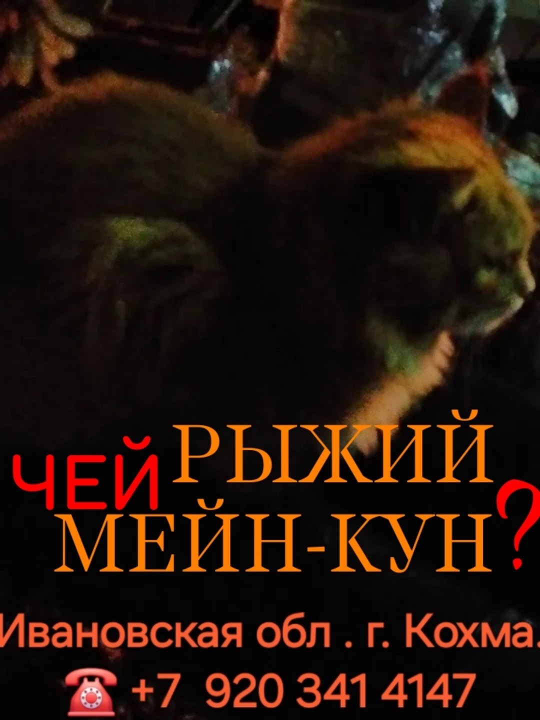 Пропала собака в Иванове — фото объявления