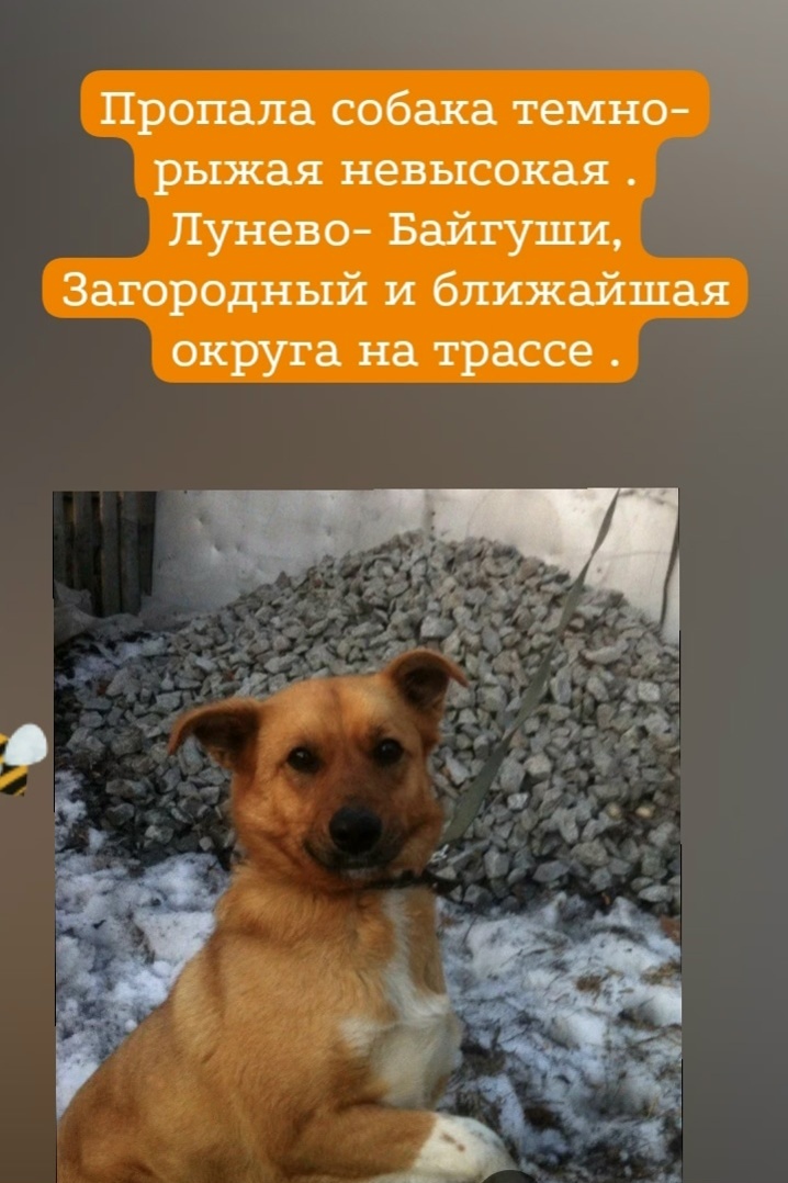 Пропала собака в Владимире — фото объявления