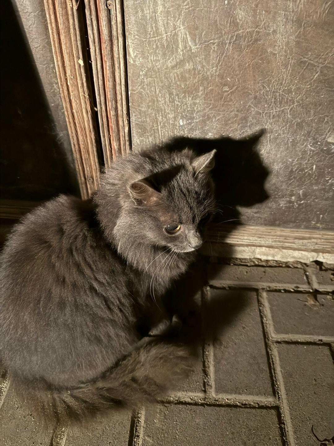 Найдена кошка в Владимире — фото объявления